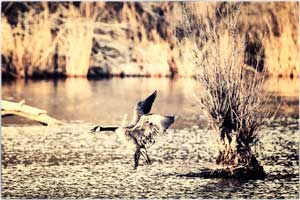 canada goose 200101 6182
