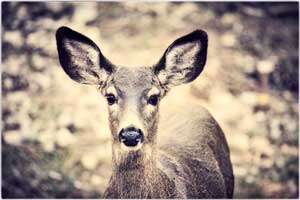 deer 150214 2892