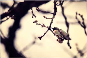 humming bird 200101 6184