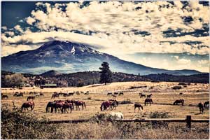 mount shasta with horses 190905 6033