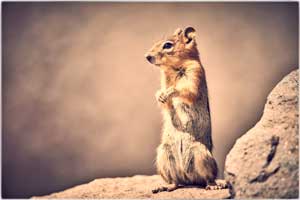 squirrel 150830 3981