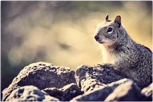 squirrel 170301 5008